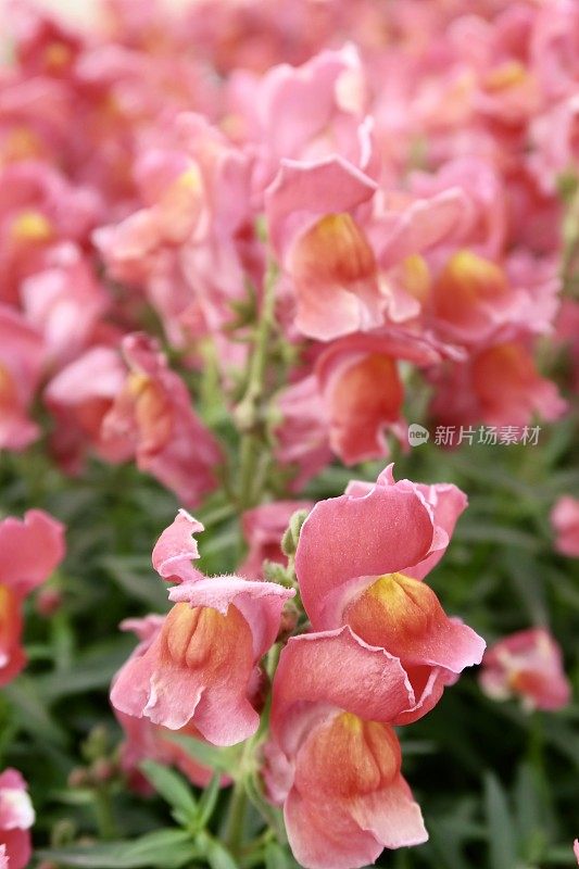 桃、橙、粉的蔷薇花，金鱼草的花瓣/狗花的穗状花序，作为每年夏季花园的床上植物盛开